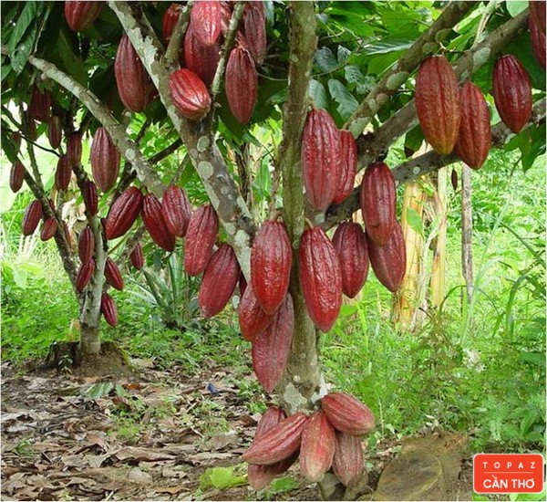 Vườn cacao Mười Cương là điểm du lịch hấp dẫn tại Cần Thơ