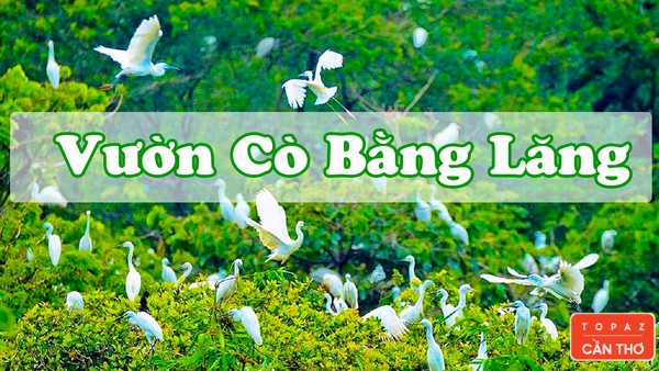 Khám phá vườn cò Bằng Lăng: Huyền bí và hòa mình trong thiên nhiên
